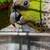 Black capped conure parrot 1 thumbnail