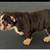 Micro bully 9 months 1 thumbnail