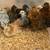 Chickens / Gallinas / Gallos / Hens / Roosters 4 thumbnail