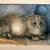 Coffee Table+End Table+Chairs+Rug+Original Painting+Art+Barstool+Bench 21 thumbnail
