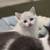5 mixed Scottish kittens 10 thumbnail