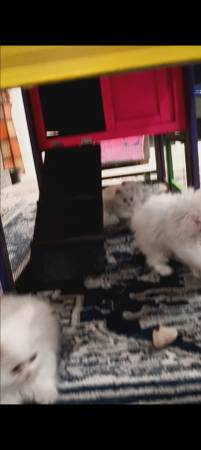 Chicken supplies & food 1