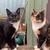 3 Cats 3 thumbnail