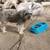 Schnauzer puppies 7 thumbnail