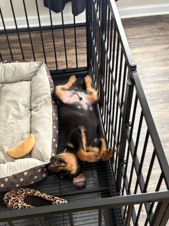 Rottweiler alemán (Savannah)64146956321537122