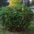 UFree estimate Landscaping and junk removal services 6 thumbnail