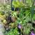 SUCCULENTS 5 thumbnail
