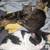3 Cats to Good Home 1 thumbnail