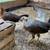 Gallinas Finas/ Gallos 3 thumbnail