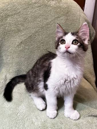 Rescued kittens - fixed and vax’d! (Centralia)63853464603779123