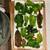 Meal Planning/Pickling/Herbal Medicine Making/Creative Services 2 thumbnail