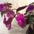 ACHIMENES 'PURPLE KING'-Unusual Houseplant & Stunning Accent 11 thumbnail
