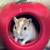Gerbils 1 thumbnail