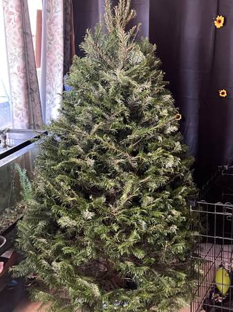 Fresh natural Christmas tree 1