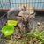 Bunnies 4 thumbnail