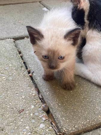 Looking for a kitten like this 1