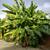 Beautiful banana trees---healthy & hearty 2 thumbnail