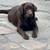 Free Chocolate Labrador 3 thumbnail