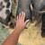Berkshire cross piglets 1 thumbnail