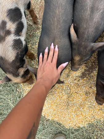 Berkshire cross piglets 1