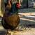 Chickens Happy Heart Farms 4 thumbnail