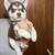 Super small red girl husky 1 thumbnail