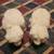 Polar Bear Stuffed Animals 8 thumbnail