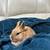 Netherland Dwarf Rabbit/Bunny Female 5 thumbnail