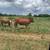 Red Angus Steers 1 thumbnail