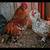 Bantam chicks Mille Fleur d'Uccle 5 thumbnail