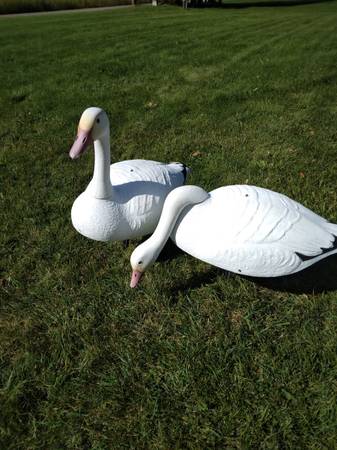 Snow goose decoys, 2 doz 1