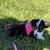 Toy aussie 4 thumbnail