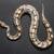 Normal Ball Python - Ready to rehome $25 2 thumbnail