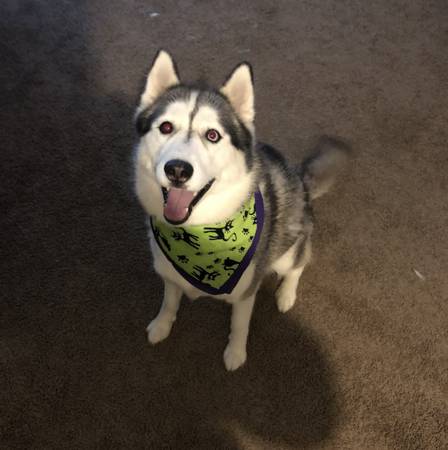 Rehoming for female husky63664482412291122