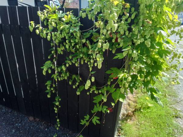 HOPS 1