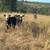 200 Bred cows 7 thumbnail