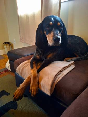 Sabueso Blue Tick de 3 años-Reubicación (West Jordan)63674540901635120