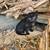 Kittens 1 thumbnail