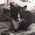 Two bonded cats. Tuxedo Male, grey tabby female. 3 thumbnail