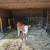 Hereford Heifer 1 thumbnail