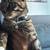 Rehoming 1 yr old Tabby 5 thumbnail