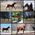 Broke, Trail ridden, Arabian Gelding 8 thumbnail