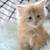Maine Coon 3 thumbnail