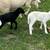 Katahdin Lambs 3 thumbnail