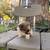 Pomchi Pups 8 thumbnail