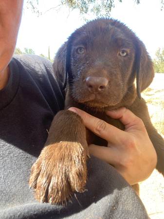 Labradores retriever marrones63972435166339120