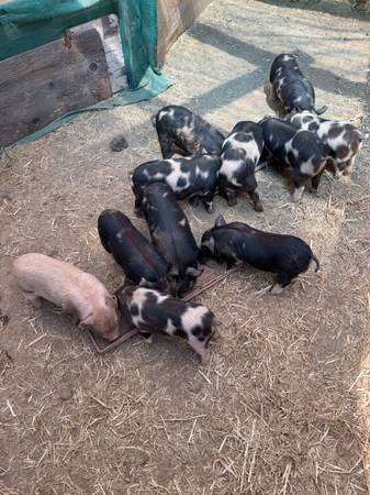 Kunekune Piglets (brentwood / oakley)63874129805187120