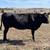Black Cows 1 thumbnail