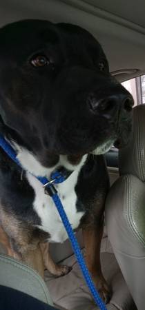 Rehoming Dog (Fargo)63842059299713124
