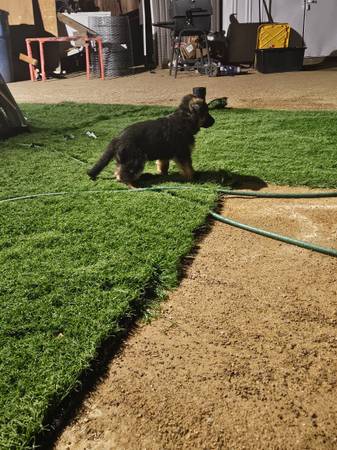 Cachorro de pastor alemán63860184102787122